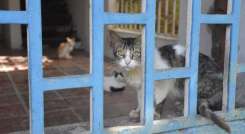 Según la Ley 5054 de 2020, mientras no se tenga un centro de bienestar animal público, el municipio deberá apoyar las labores de los refugios o fundaciones animales.