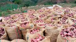 La cebolla peruana es 100% más barata que el producto local./Foto Cortesía