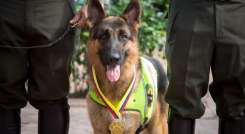 Homenajean perros policías de Cúcuta