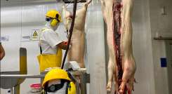 La tecnificación de los procesos de crianza y sacrificio del cerdo impulsará la productividad y competitividad de los poricultores de la región./ Foto Cortesía