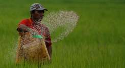 Norte de Santander creció a 37.800 hectáreas sembradas de arroz en 2023./ Foto Archivo