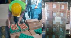 Colombia exportó los primeros 518.400 huevos a Cuba./ Foto Cortesía
