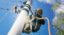 La proliferación de abejas se da principal en postes de electricidad.