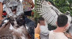 Aguila Harpía