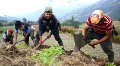 Por la inestabilidad de los precios de la papa, a veces los productores tienen pérdidas o solo recuperan lo invertido./ Fotos Carlos Eduardo Ramírez-La Opinión