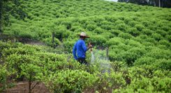 Atender la necesidad alimentaria de las comunidades cocaleras del Catatumbo está entre las prioridades de los acuerdos con el Gobierno Nacional.
