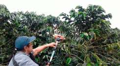 Colombia registra una producción de 11.44 millones de sacos./ Foto Archivo
