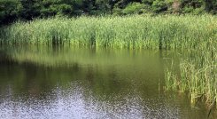 La mayor parte del año, la Laguna de San Luis permanece en malas condiciones./ Foto: Cortesía. 