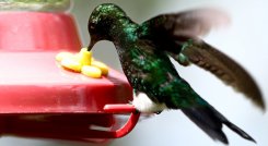 Un total de 3.722 especies de reptiles, anfibios, aves y mamíferos están en peligro de extinción