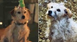 Bobby, el perrito estrella de House of the dragon