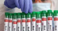 Se registró el primer caso de gripe aviar