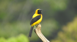 Este martes el concejo municipal institucionalizó el pájaro Icterus chysater, más conocido como turpial “toche”, como ave oficial del municipio.