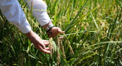 Los productores de arroz enfrentan la escasez de semillas, por lo que las siembras se retrasan./ Foto Archivo