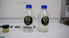 La moringa es la especie vegetal con la que viene investigando el SENA./Foto cortesía