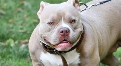 Mujer fue atacada por sus perros en Estados Unidos