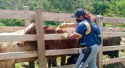 Norte de Santander lidera vacunación contra aftosa 