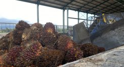 El fruto de la palma de aceite es perecedero, por tanto, en poco tiempo este pierde calidad. / Foto Valentina Robles Angarita