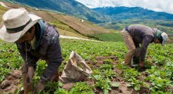 Agricultura, el sector mas afectado por los recortes del PNG 2025./ Foto Archivo