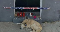 Sancti Petri, un pueblo pequeño ubicado en la bahía de Cádiz, España, es epicentro de una nostálgica historia entre un perro callejero y José María, un habitante de la localidad. El pasado 7 de septiembre, el hombre falleció, dejando un reconocimiento entre sus vecinos y algunas otras personas por el servicio que prestaba a los animales sin hogar que viven en la zona.