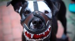 Ataque perro pitbull
