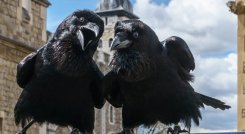 Cuervos de Londres 