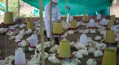 Los avicultores aún no han visto la posibilidad de exportar a Venezuela carne de pollo y huevo./ Foto Archivo
