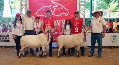 Este año, Norte de Santander es sede la Feria Nacional Ovina y Caprina, un evento gratuito para la familia./ Foto Cortesía