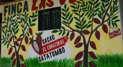 cacao-catatumbo