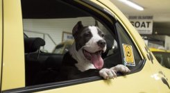 Cúcuta se posiciona como un referente en Colombia en la implementación de políticas públicas que benefician tanto a los animales como a la sociedad en general./ Fotos: Cortesía / La Opinión 