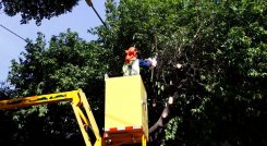 Alcaldía empendió el plan de poda de árboles/Foto Stefany Peñaloza/La Opinión