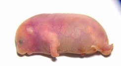 Raton-cromosoma-x