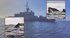 Video ballena jorobada 