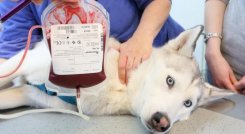 Banco de sangre para animales. / Foto: Cortesía / La Opinión