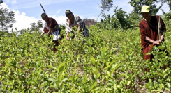 Sustitución de cultivos ilícitos en el Catatumbo.