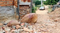 La víctima, al parecer, intentó huir luego de ser herido, pero cayó pocos metros más adelante y falleció.
