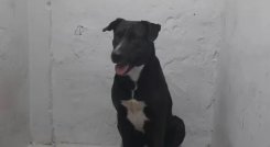 Perro abusado. 