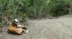 Perro-Abandonado