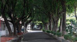 Especies arbóreas como Nim en la Av Faroles