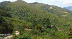 Denuncian a intrusos en la reserva forestal del acueducto independiente.