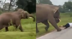 ELEFANTE