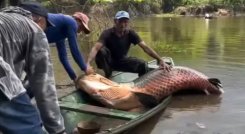 PESCADO GRANDE EN BRASIL. 