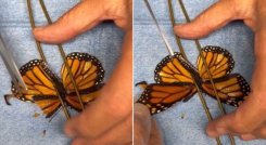 TRASPLANTE DE ALAS 