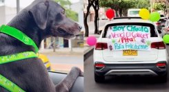 La historia de 'Ciruelo', el perrito que venció el cáncer, ha conmovido a todos