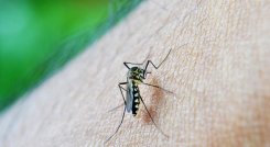 Mosquito transmisor del dengue, el Aedes Aegypti./Foto cortesía