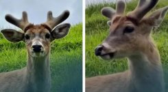 venado