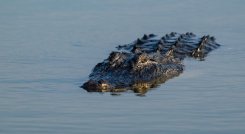 CAIMAN EN FLORIDA 