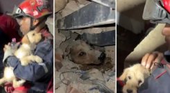 ANIMALES RESCATADOS EN VENEZUELA 