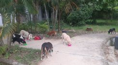 Perros - El Zulia