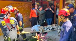 Escapó jaguar que había sido rescatado en la Universidad Nacional sede Amazonia