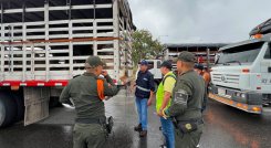 OPERATIVO CONJUNTO PERMITE INCAUTACIÓN DE 26 SEMOVIENTES Y FORTALECE EL CONTROL SANITARIO EN NORTE DE SANTANDER